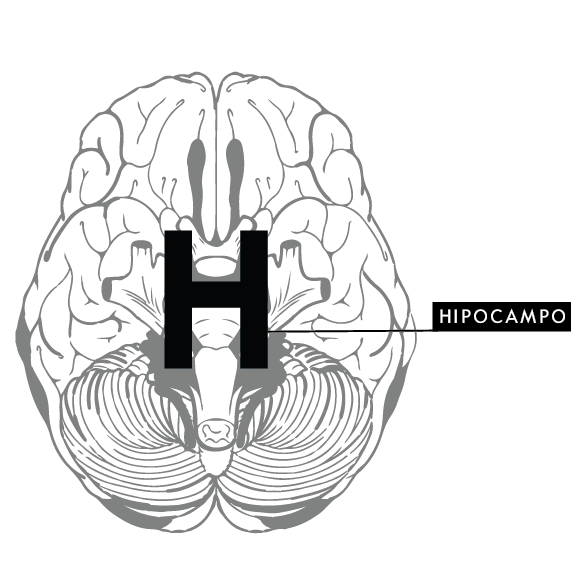 Hipocampo